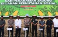 Penanaman Jagung Serentak Warnai Kolaborasi Lintas Sektor di Bonebolango